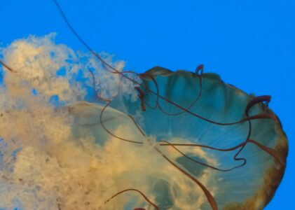 Jellyfish + Mucus + Proteins + Collagen + Stem Cells